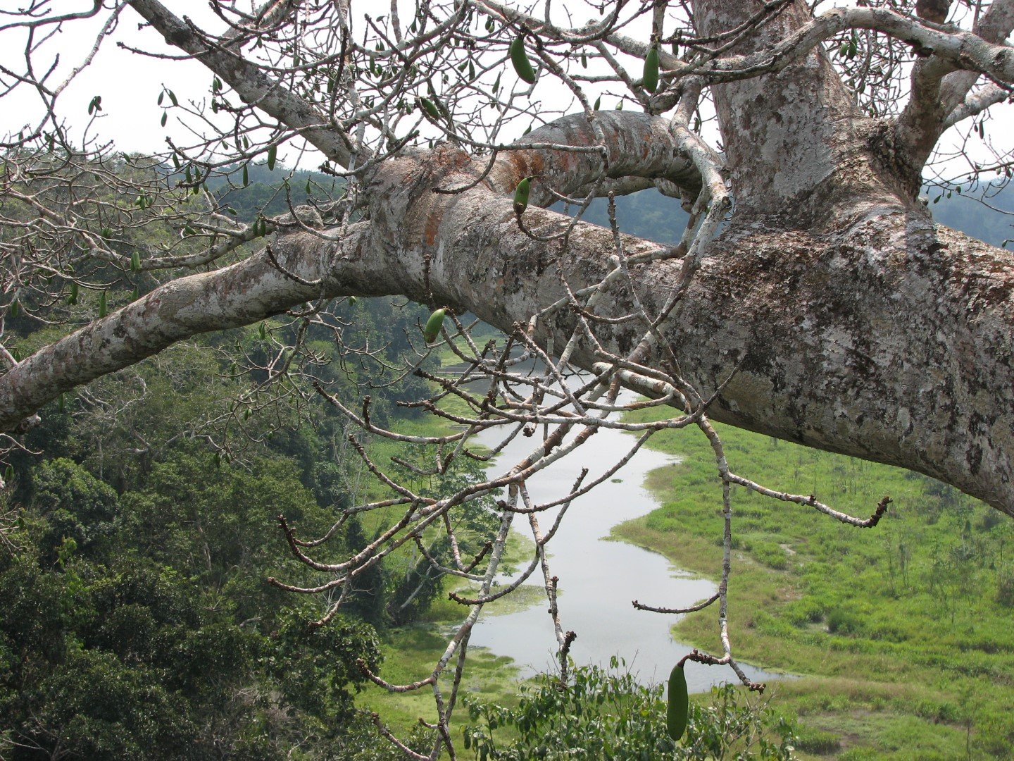 Amazon River Peru