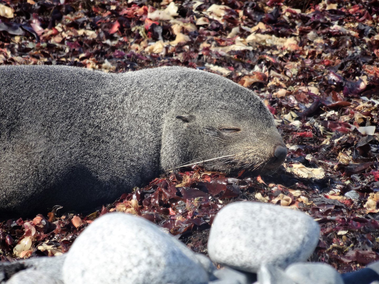 Sleeping Seal Antartica
