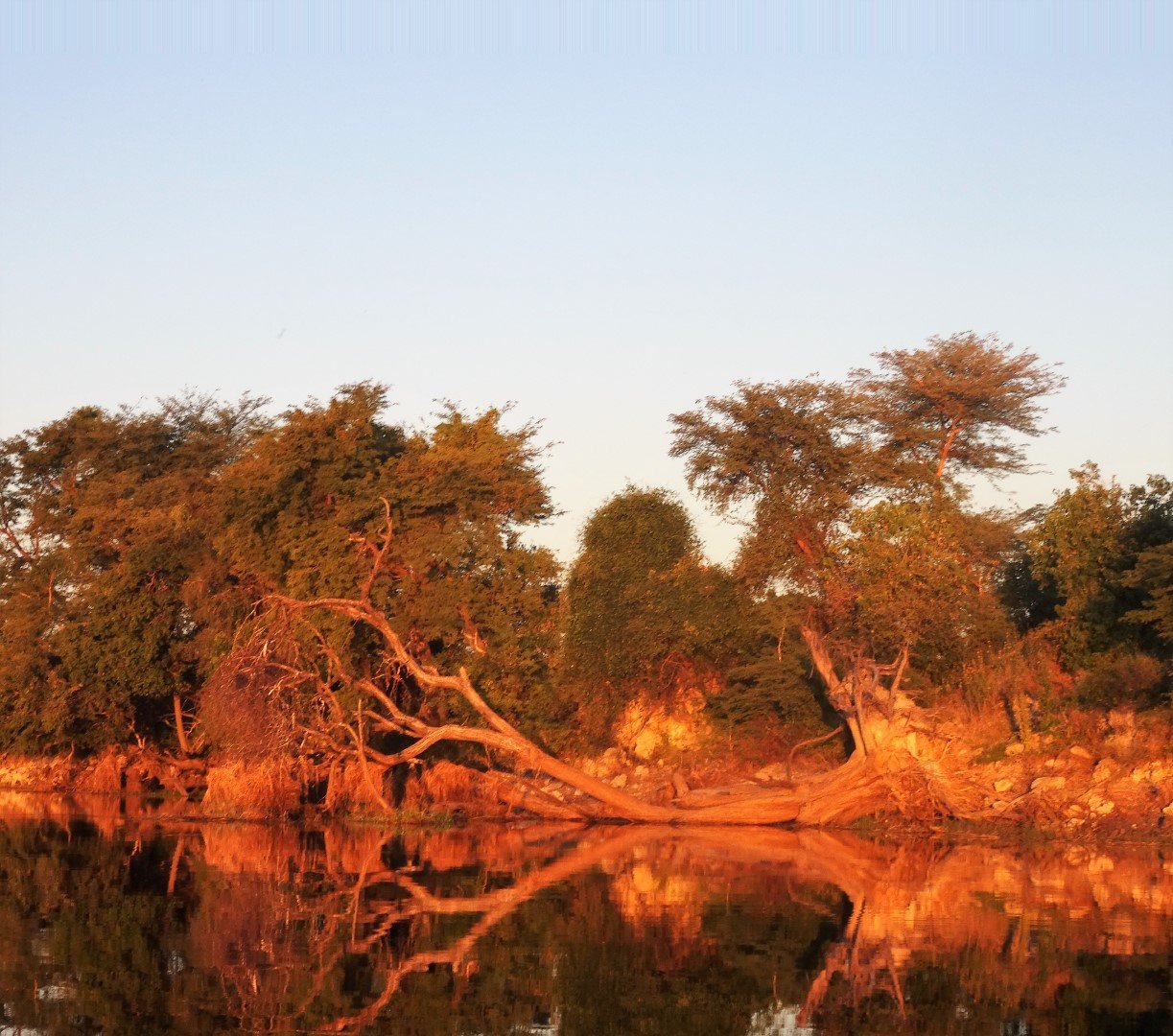 Fallen Tree Chobe River