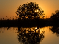 Chobe River