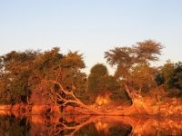 Fallen Tree Chobe River