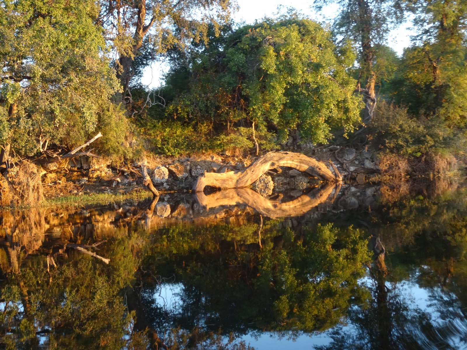 Fallen tree Chobe River
