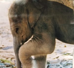 10 day old baby brown elephant, standing with front foot up